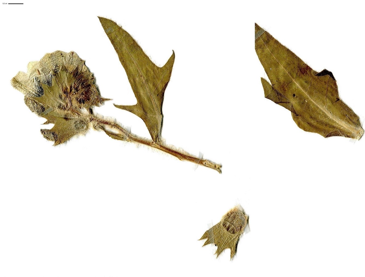 Hyoscyamus niger (Solanaceae)